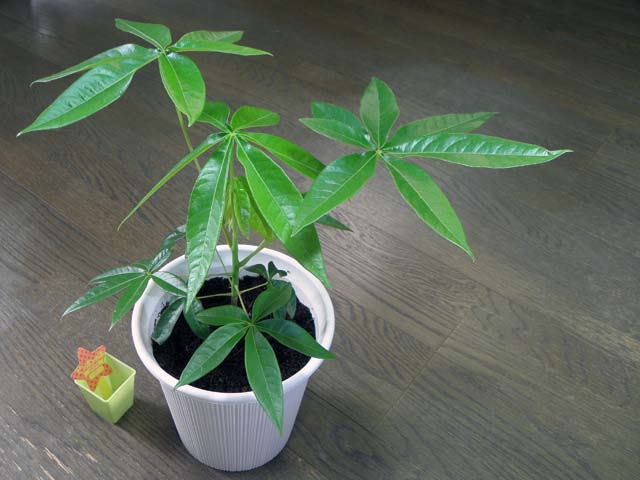 植物 2 時に記す